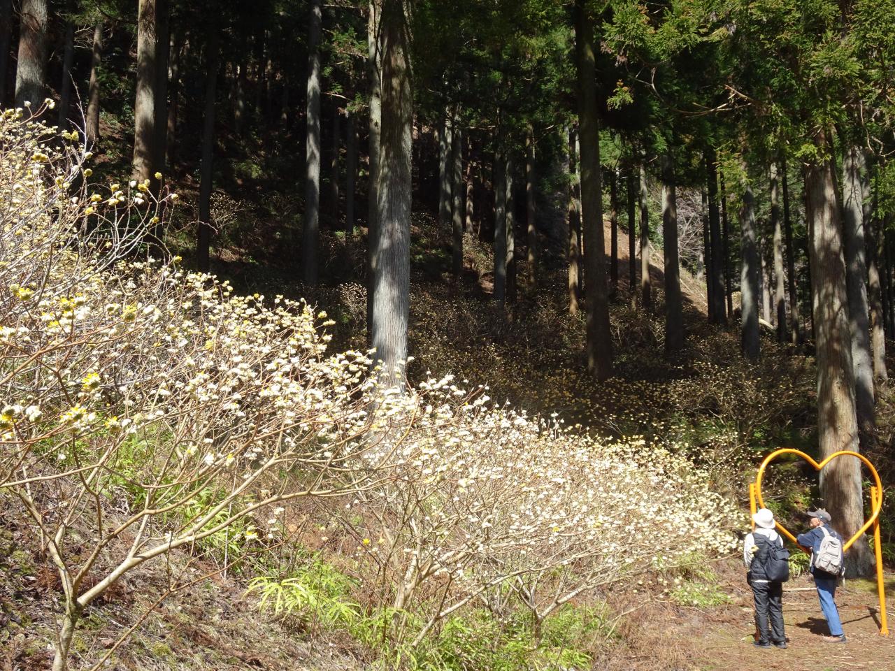 不動尻のミツマタ（写真＝やぎやぎ）