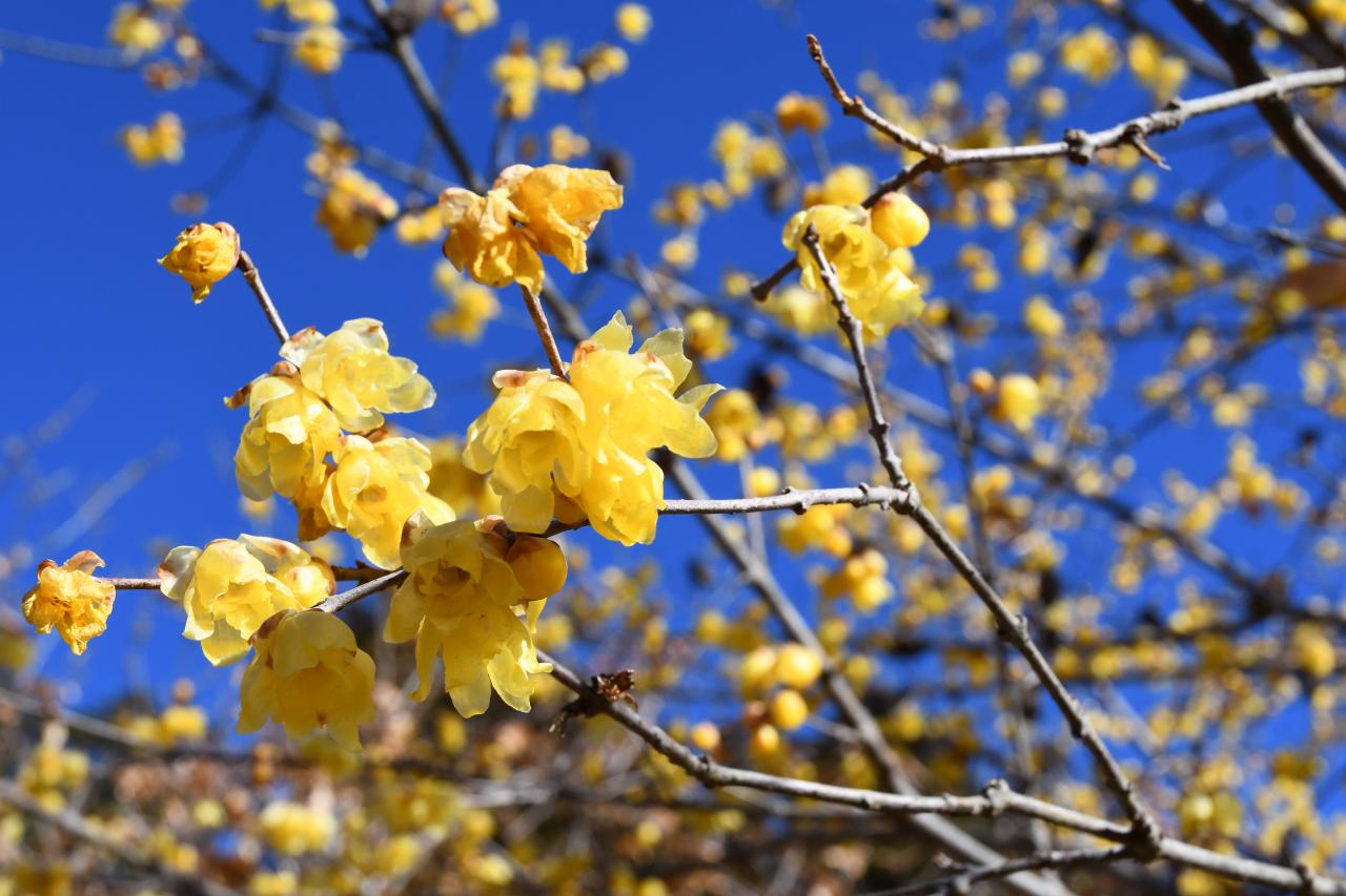 黄金色の花を咲かせるロウバイ（写真＝ダイスケ）