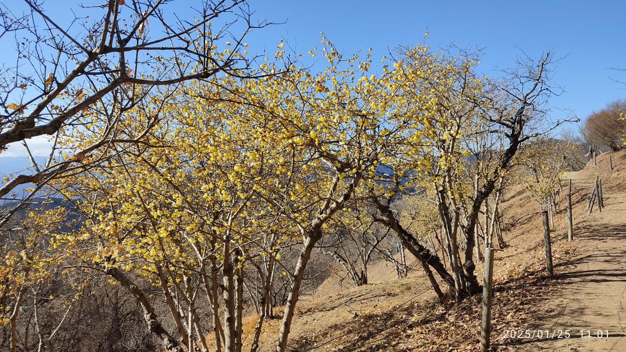 宝登山のろうばい園（写真＝リンサン）
